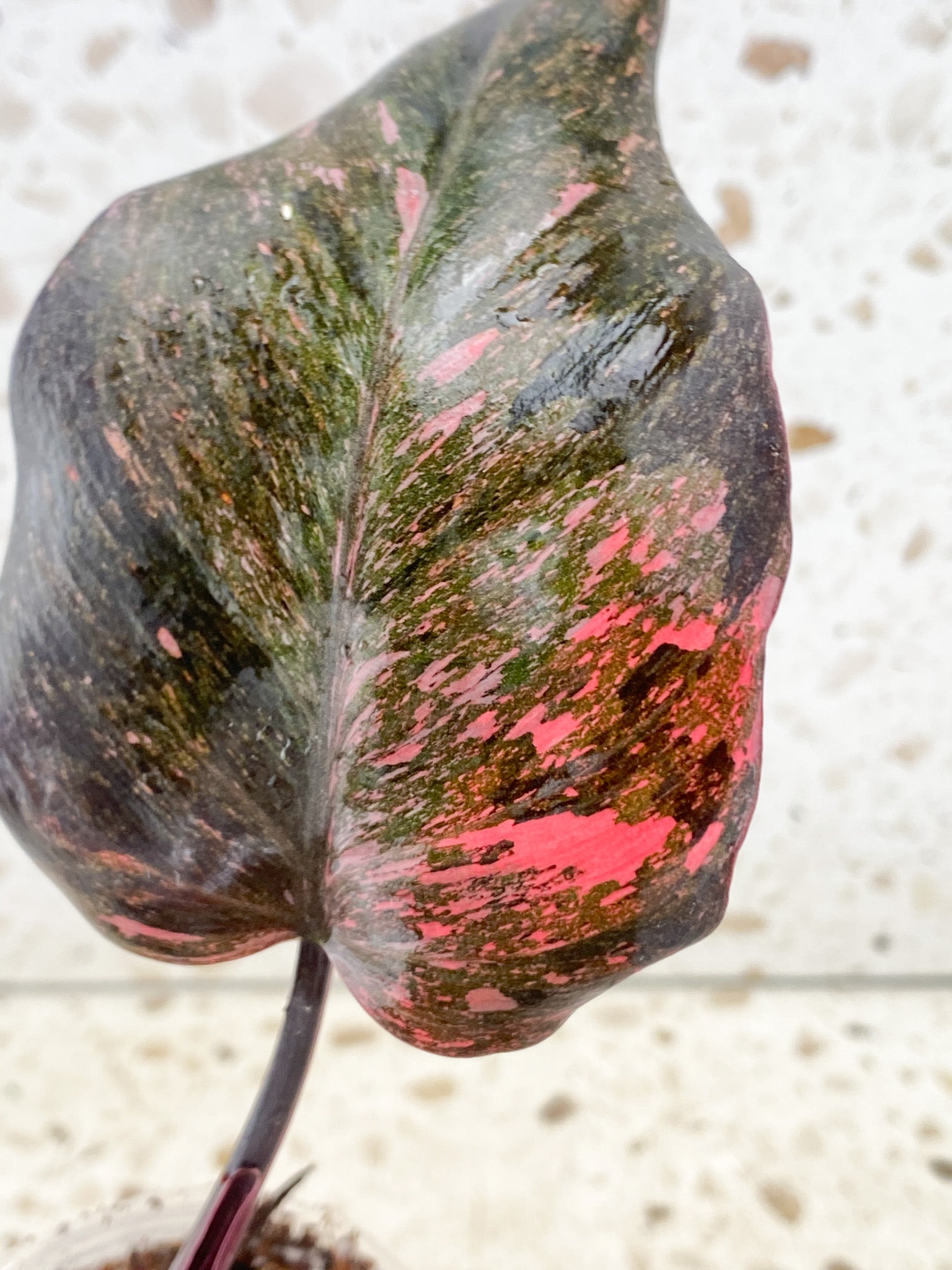 Philodendron Pink Princess Marble Galaxy 3 leaves 1 shoot about to unfurl top cutting (slightly rooted)