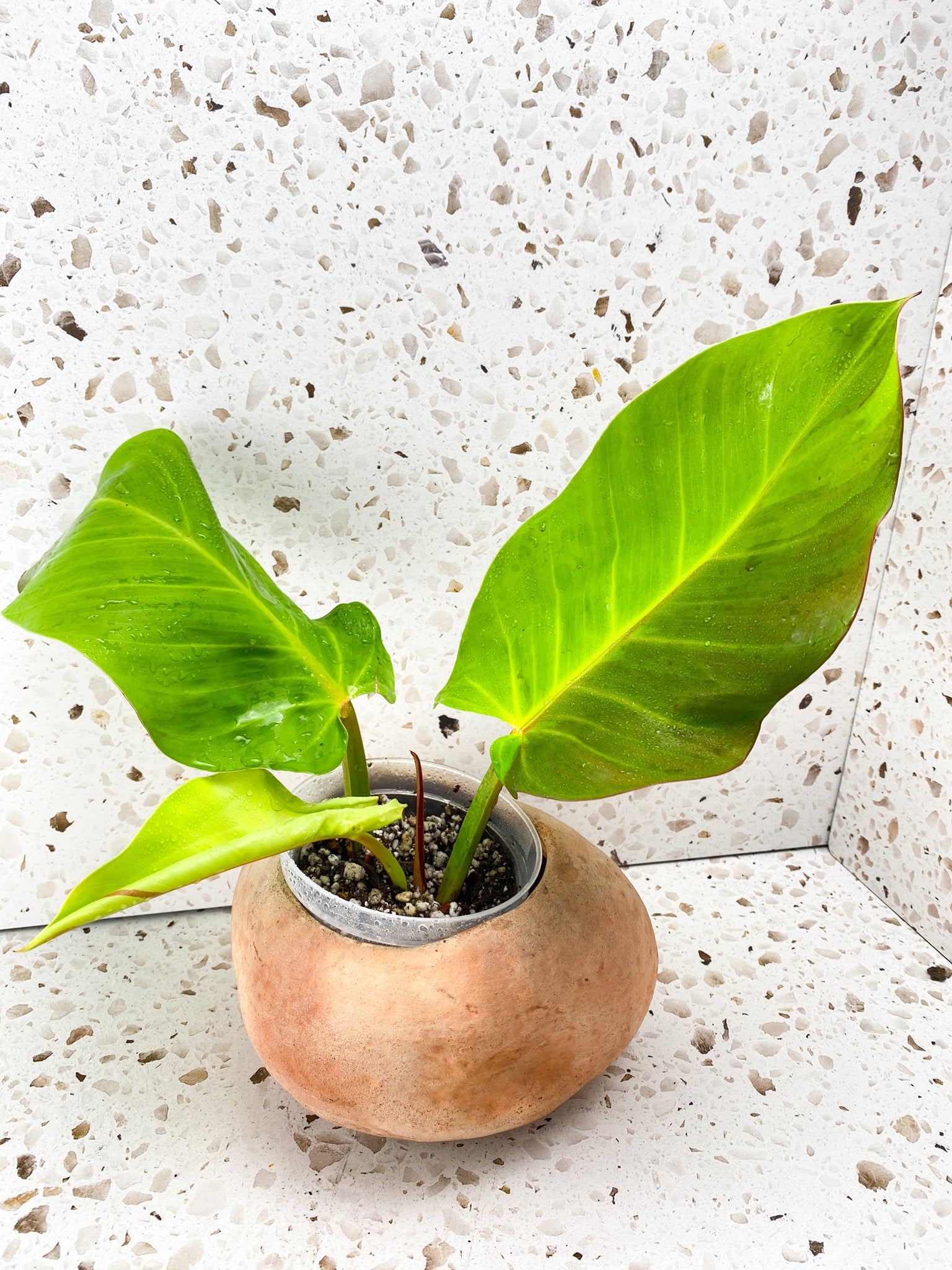 Philodendron Red Moon Variegated 2 leaves 1 unfurling