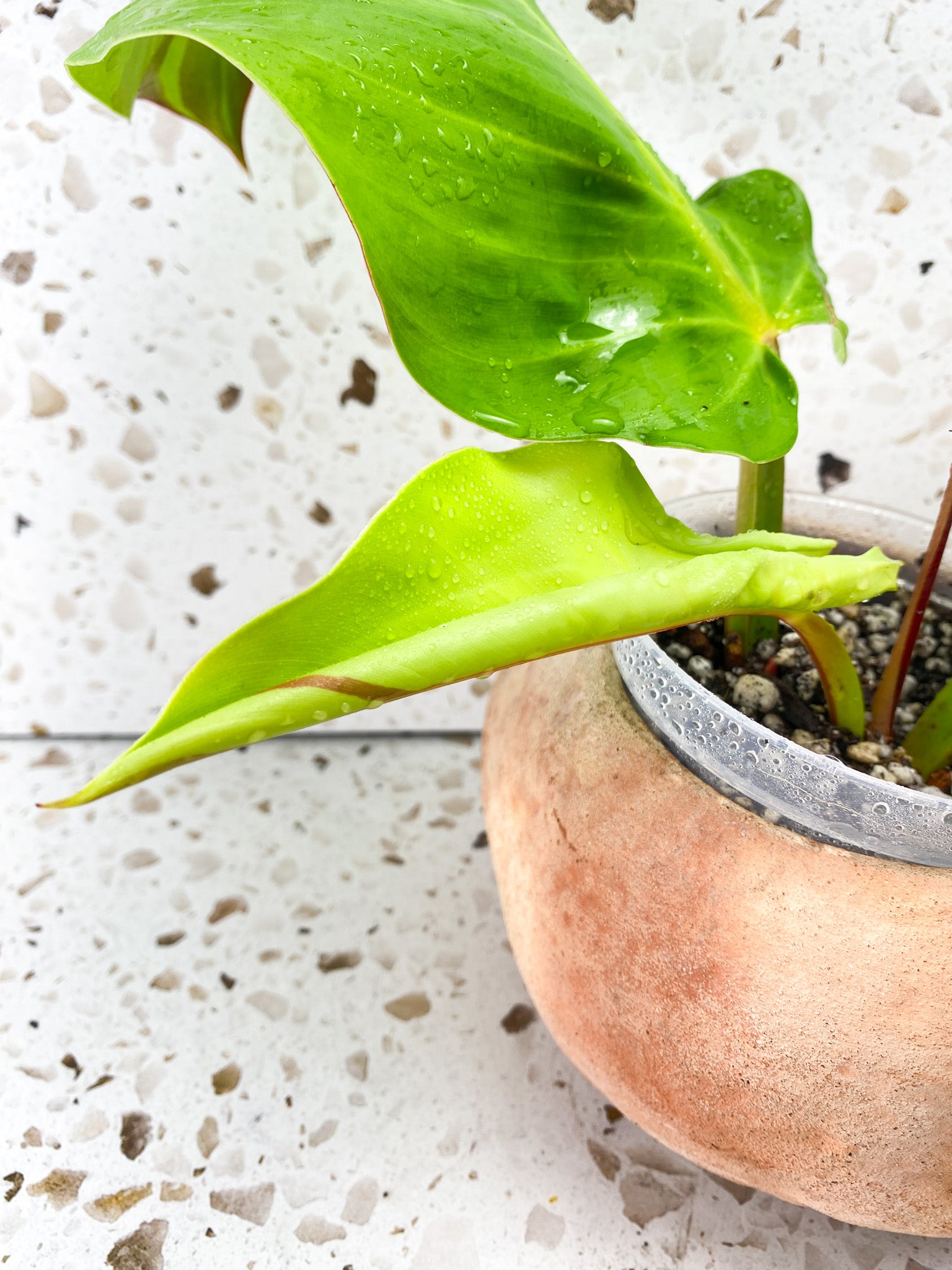 Philodendron Red Moon Variegated 2 leaves 1 unfurling