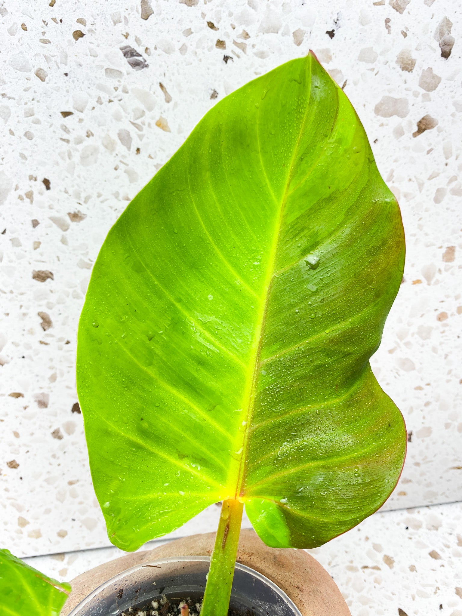 Philodendron Red Moon Variegated 2 leaves 1 unfurling