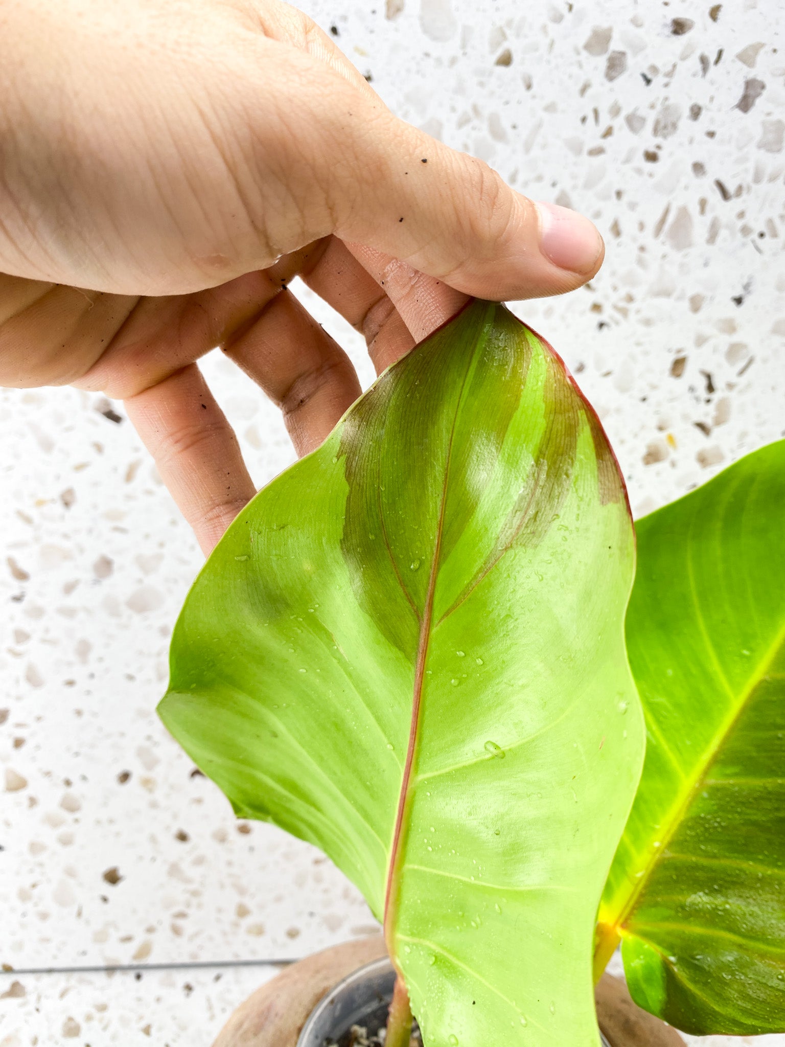 Philodendron Red Moon Variegated 2 leaves 1 unfurling