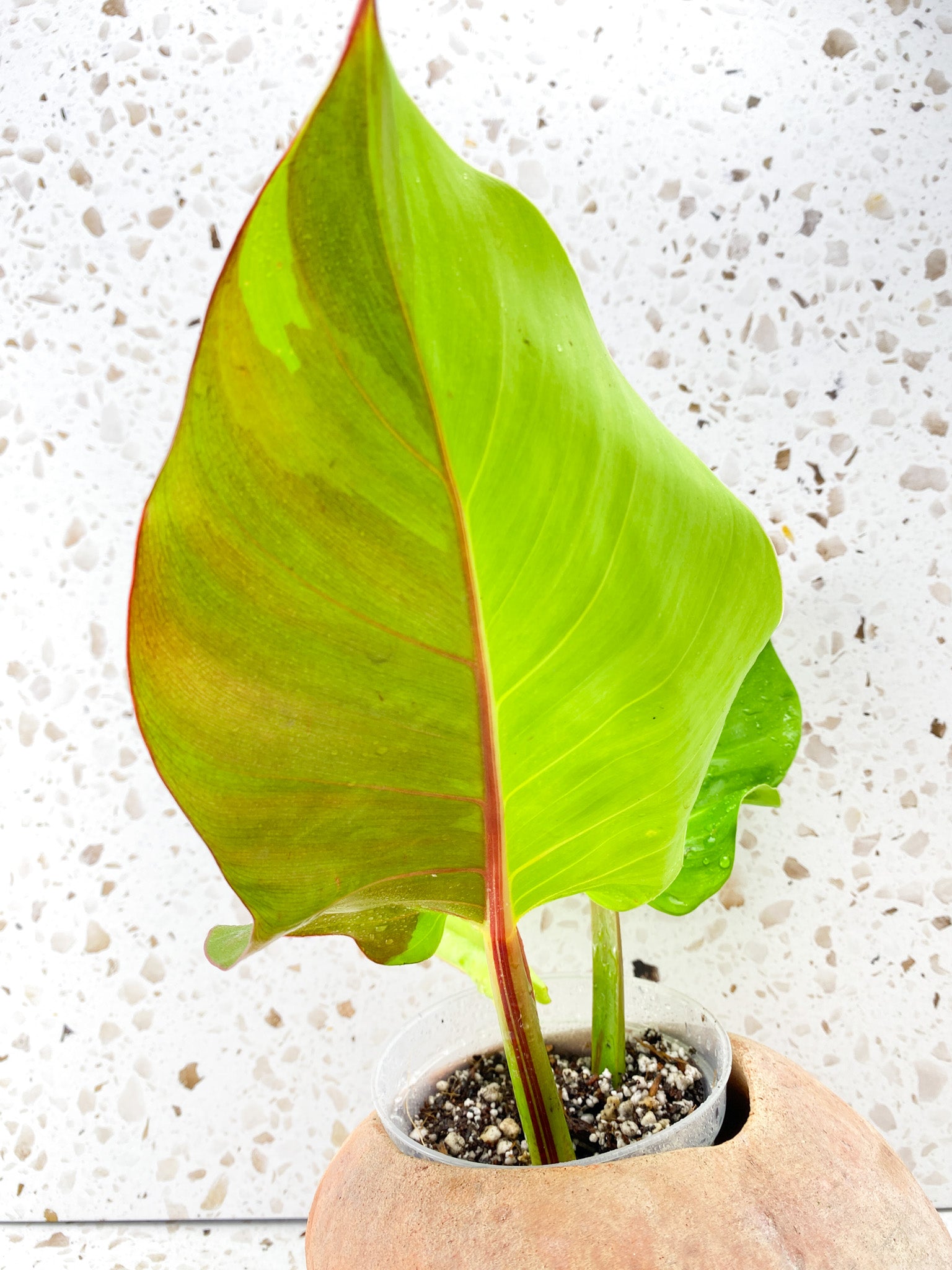 Philodendron Red Moon Variegated 2 leaves 1 unfurling