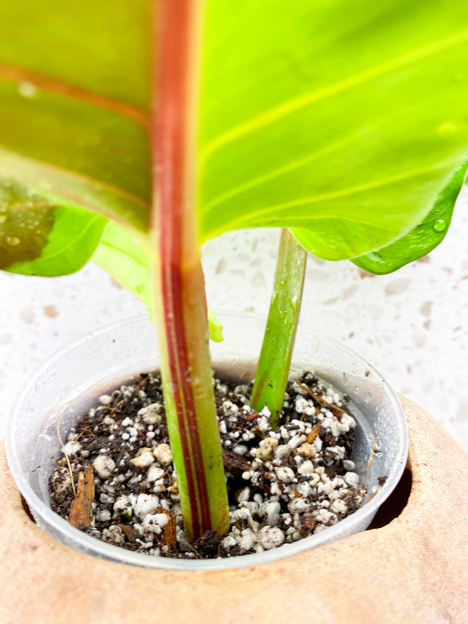 Philodendron Red Moon Variegated 2 leaves 1 unfurling