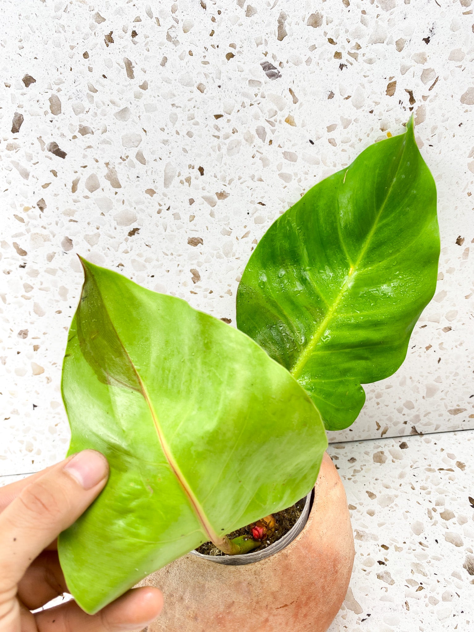 Philodendron Red Moon Variegated 2 leaves 2 sprouts