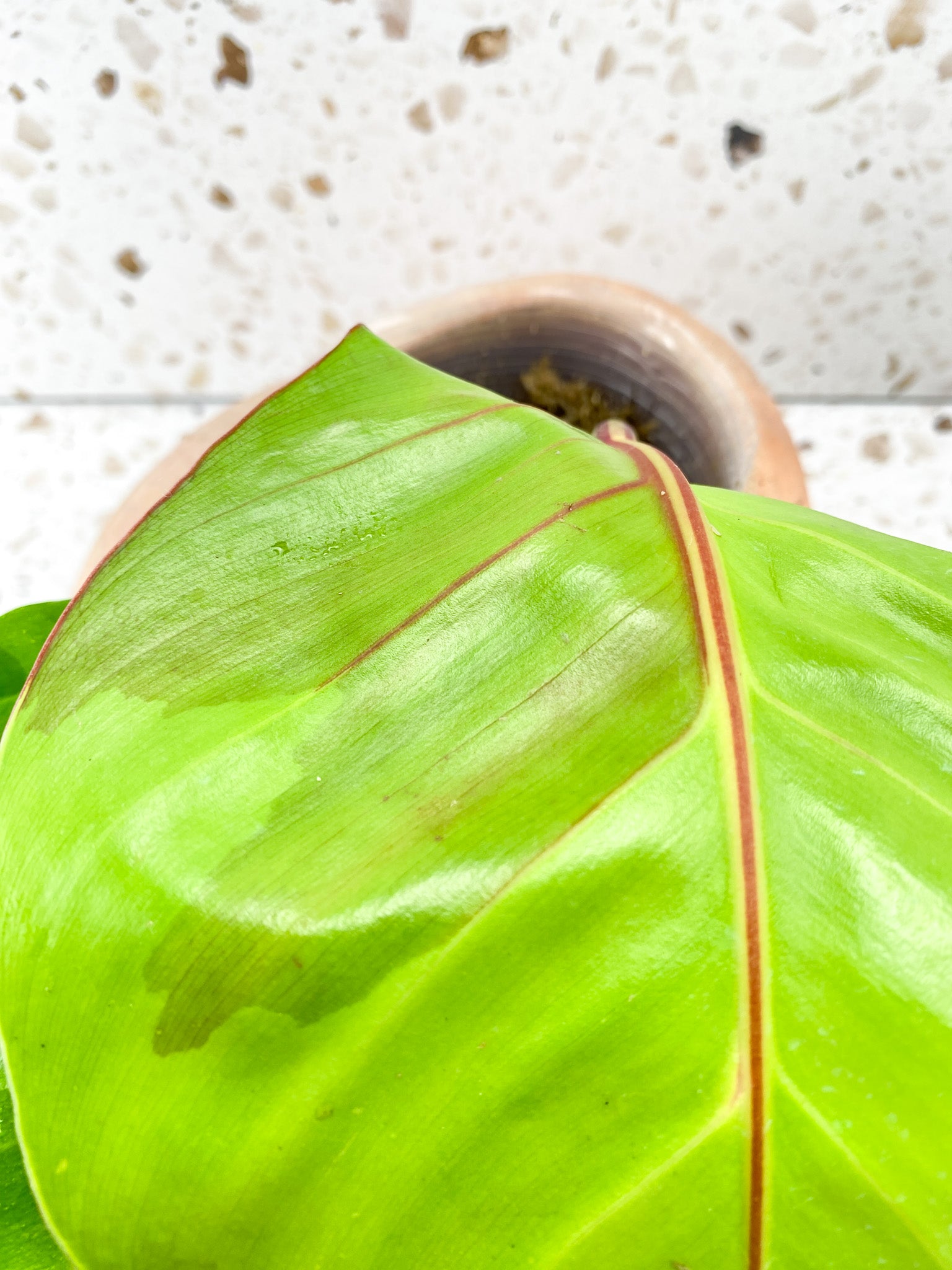 Philodendron Red Moon Variegated 2 leaves 2 sprouts