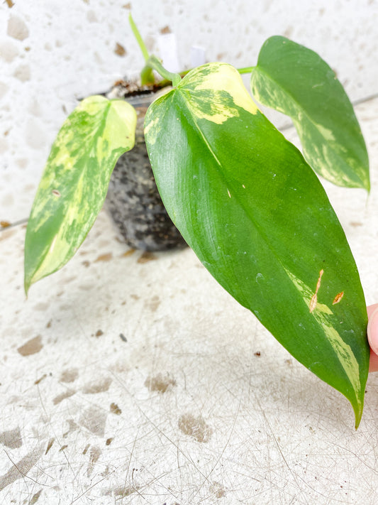 Philodendron Bipennifolium Variegated 3 leaves 1 big sprout (slightly rooted)