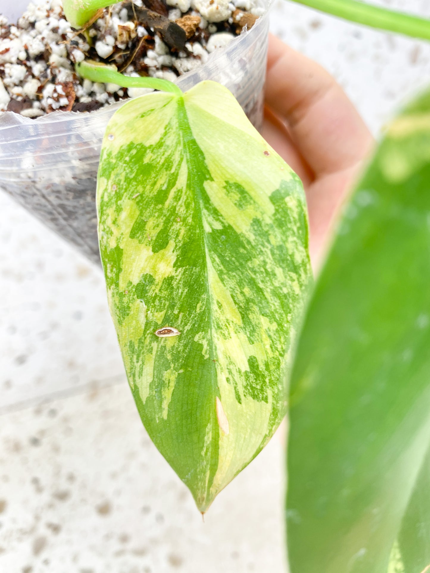 Philodendron Bipennifolium Variegated 3 leaves 1 big sprout (slightly rooted)