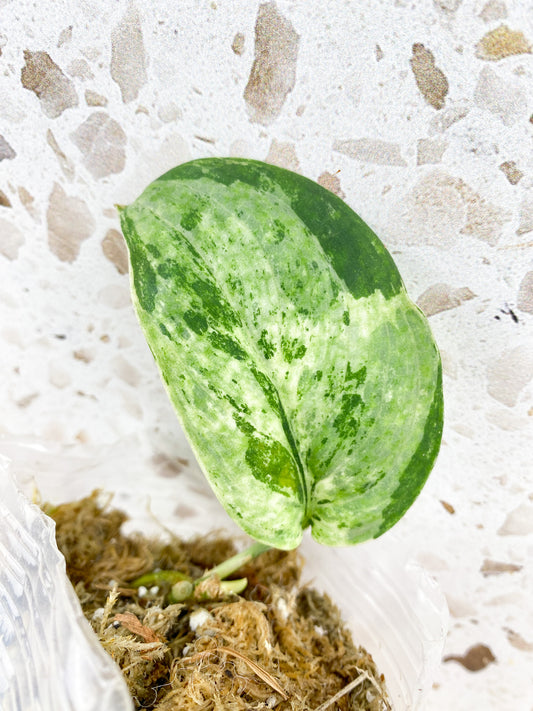 Scindapsus Jade Satin 'Creme Brulee' 1 leaf 1 sprout
