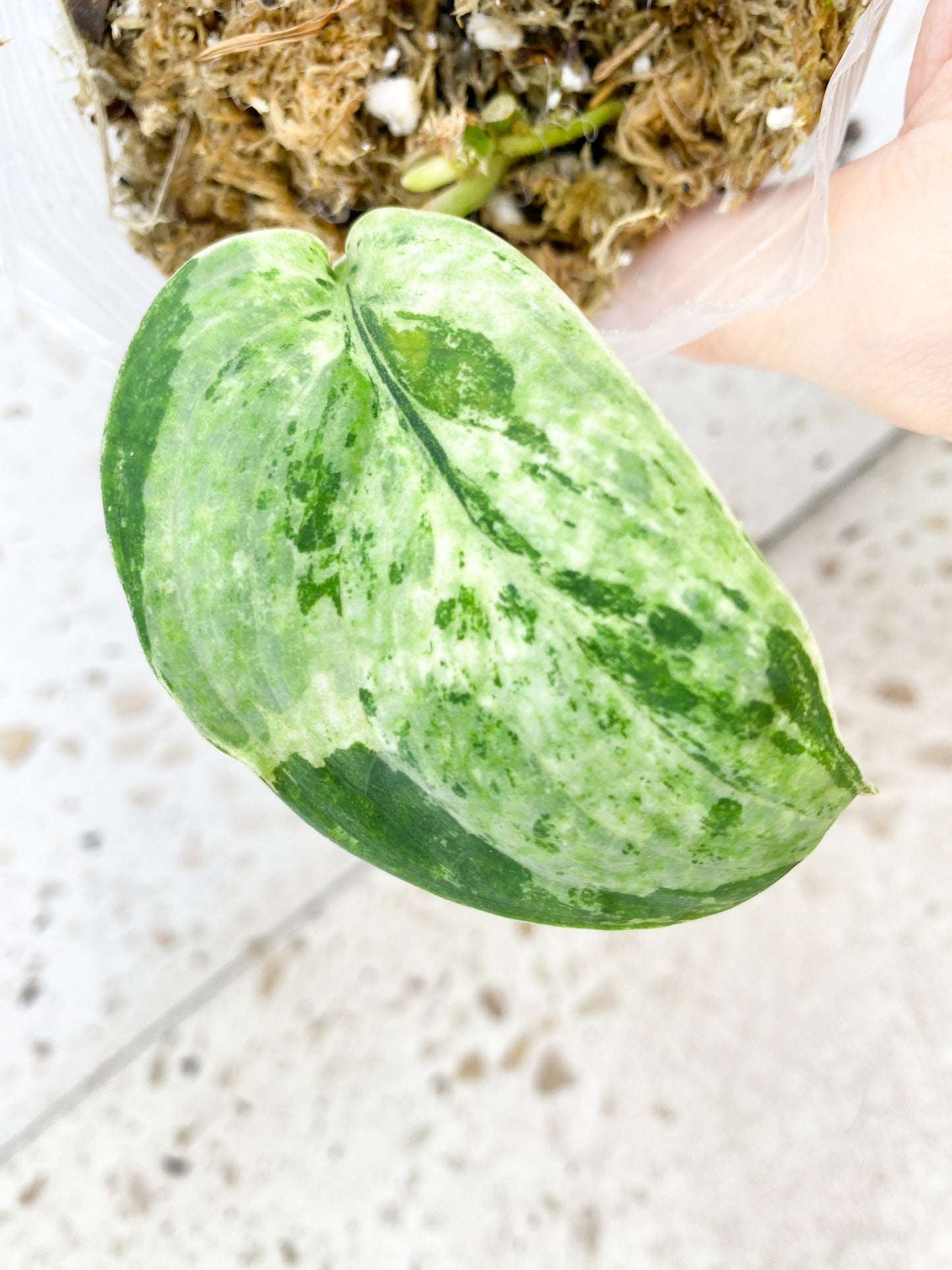 Scindapsus Jade Satin 'Creme Brulee' 1 leaf 1 sprout