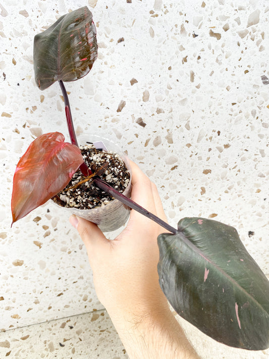Philodendron Pink Princess Black Cherry 3 leaf top cutting (rooting)