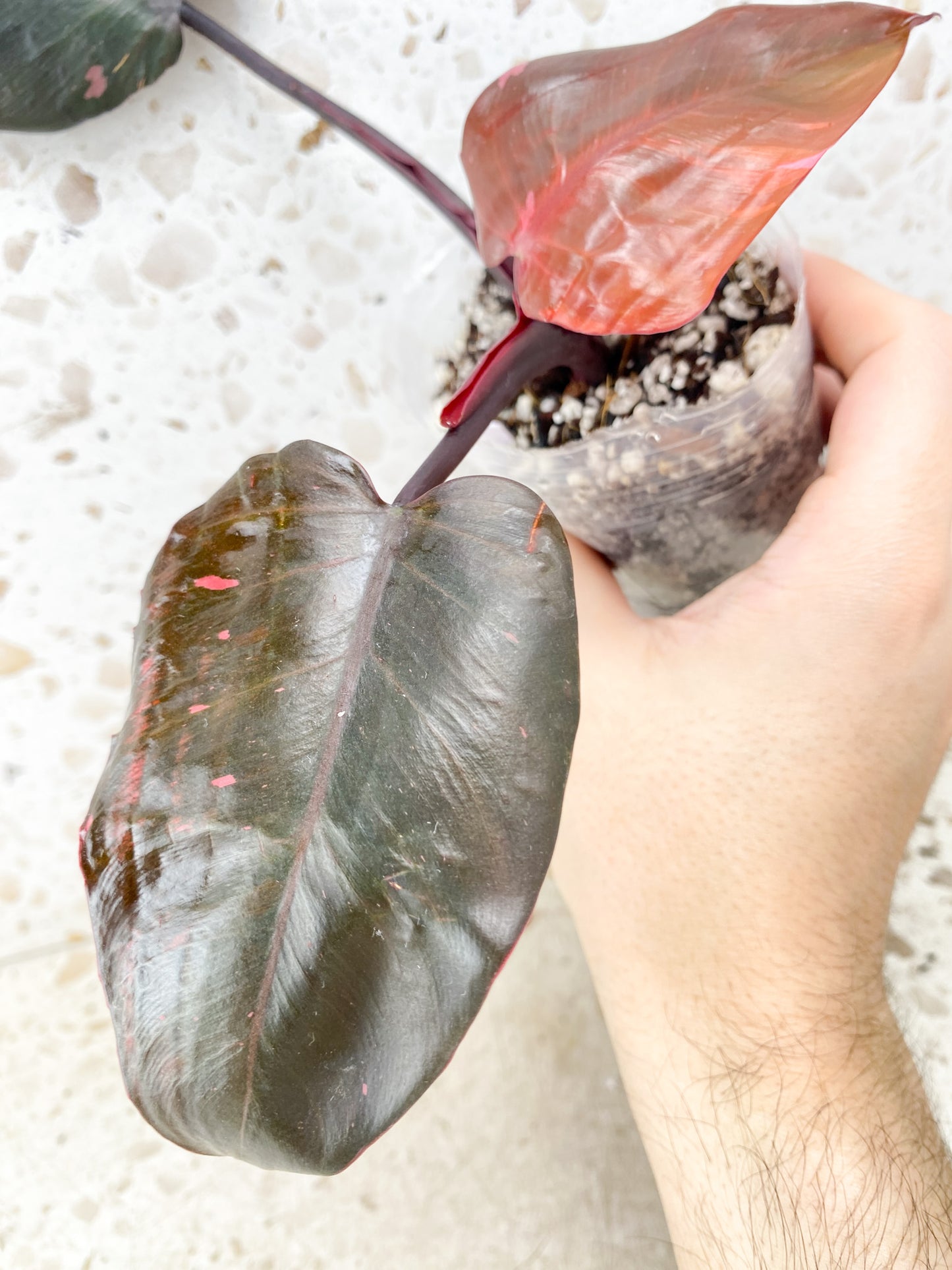 Philodendron Pink Princess Black Cherry 3 leaf top cutting (rooting)