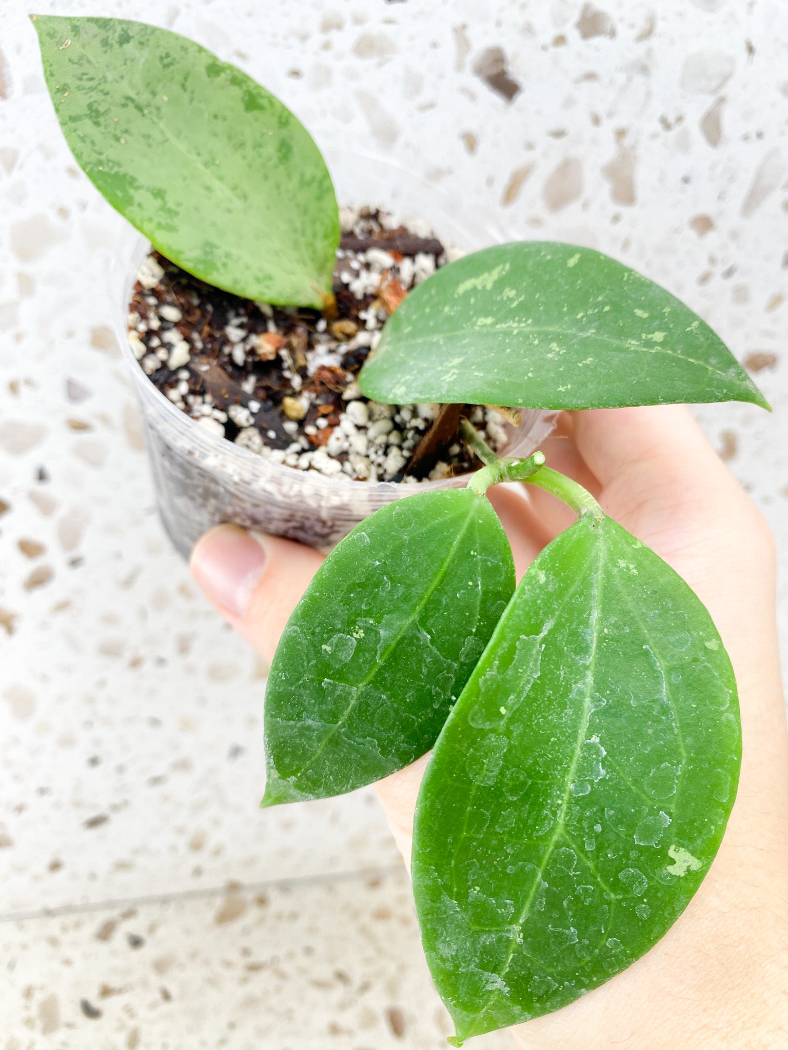 Hoya AH 047 4 leaves (rooting)