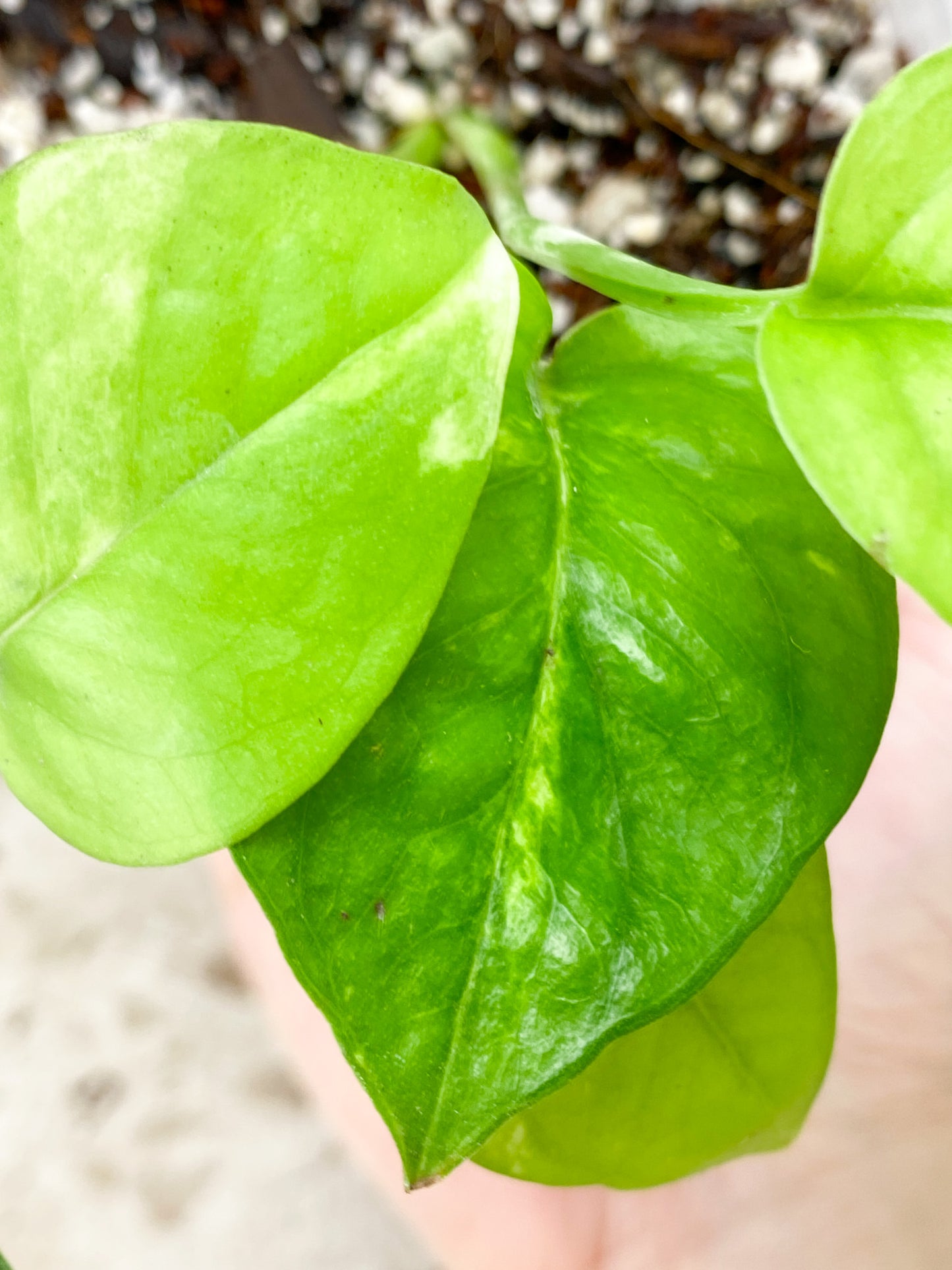 Epipremnum Golden Flame 5 leaf baby plant