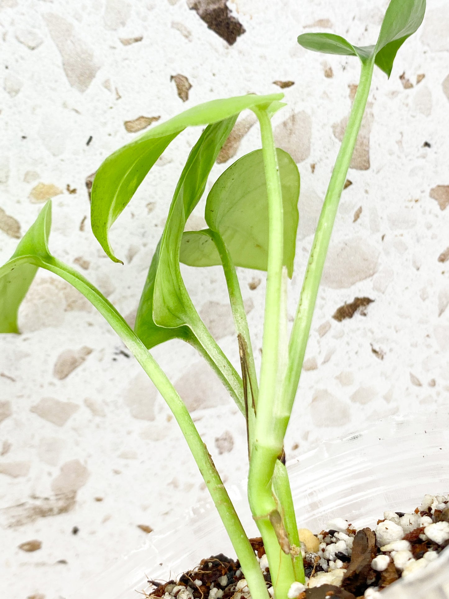 Epipremnum Golden Flame 5 leaf baby plant