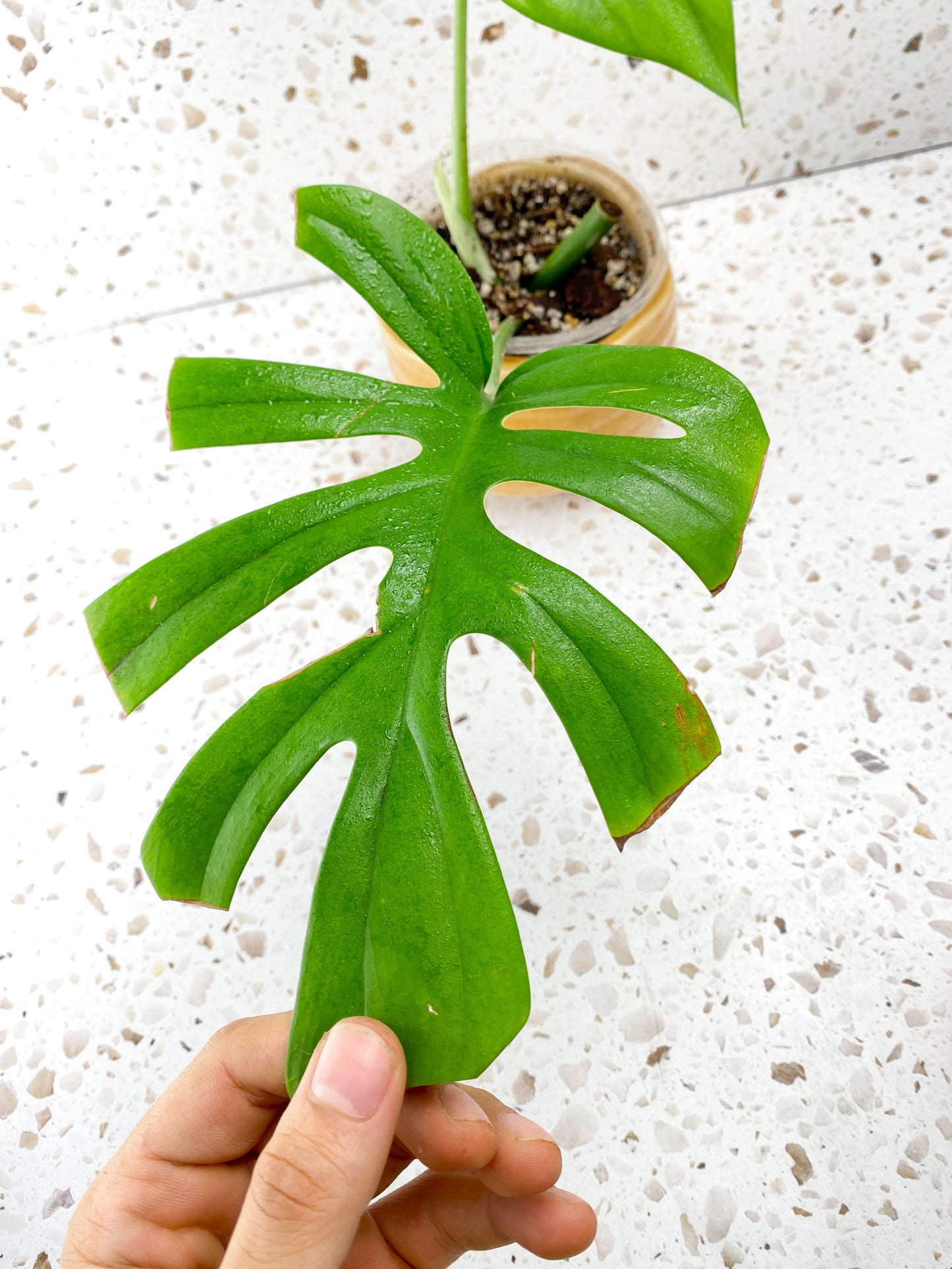 Rhaphidophora sp. Flame 2 leaves