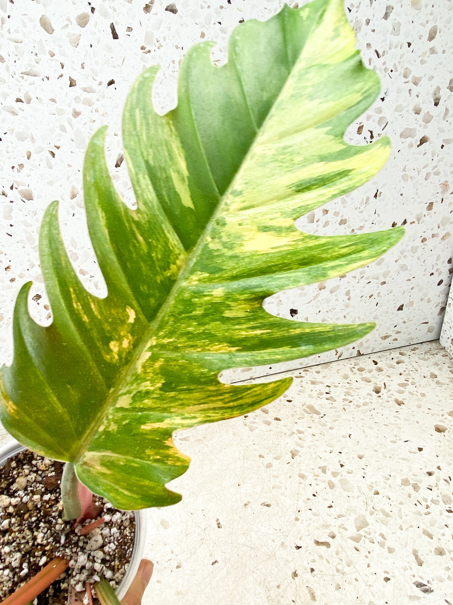 Philodendron Caramel Marble 4 leaves 1 shoot top cutting gorgeous variegation
