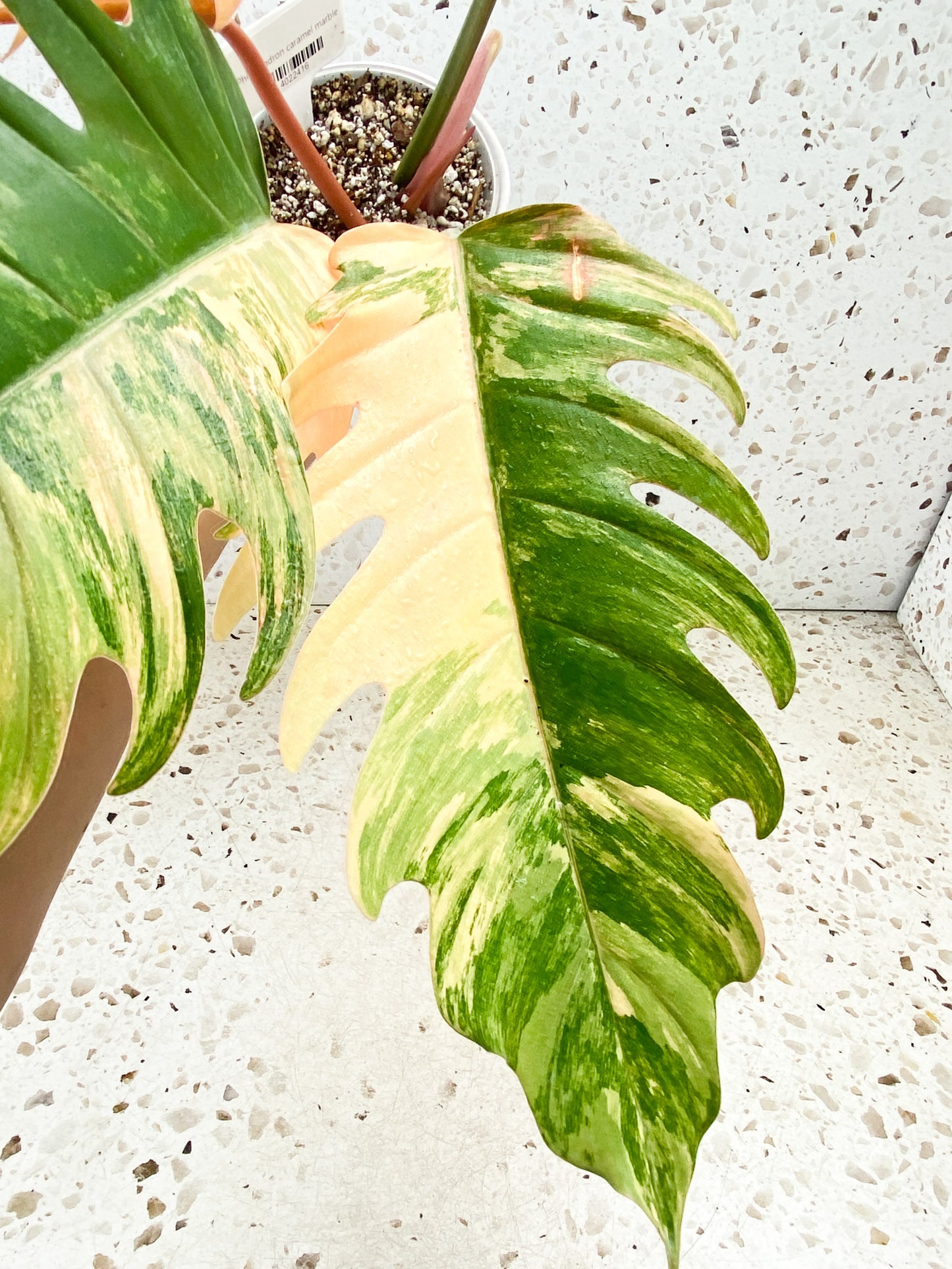 Philodendron Caramel Marble 4 leaves 1 shoot top cutting gorgeous variegation