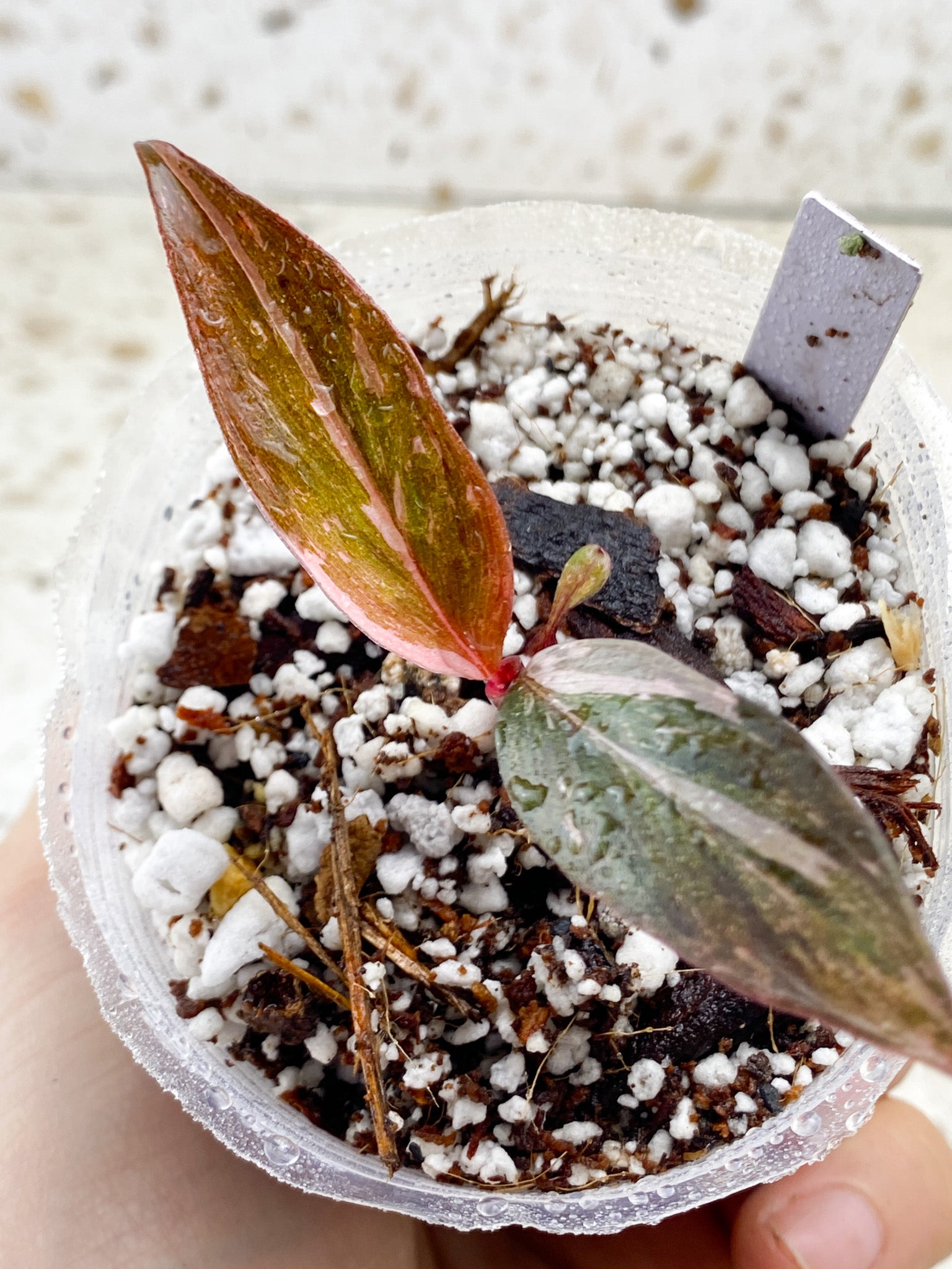 Philodendron Pink Princess Marble Galaxy 2 leaf baby plant (rooting)