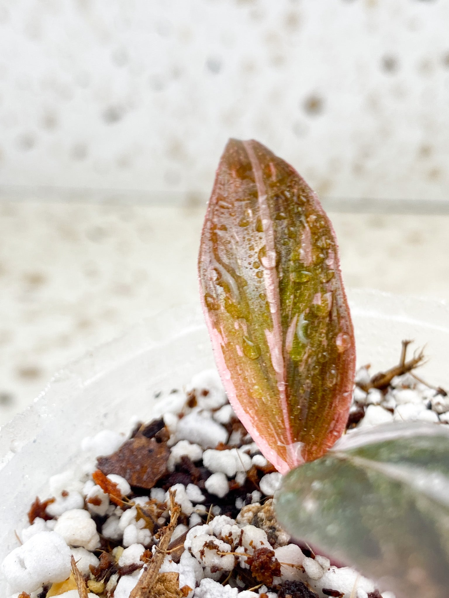 Philodendron Pink Princess Marble Galaxy 2 leaf baby plant (rooting)