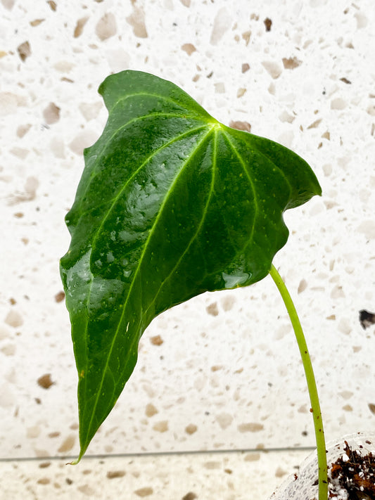 Anthurium Clarinervium x Pedatoradiatum (Type 1) 1 leaf with sprout