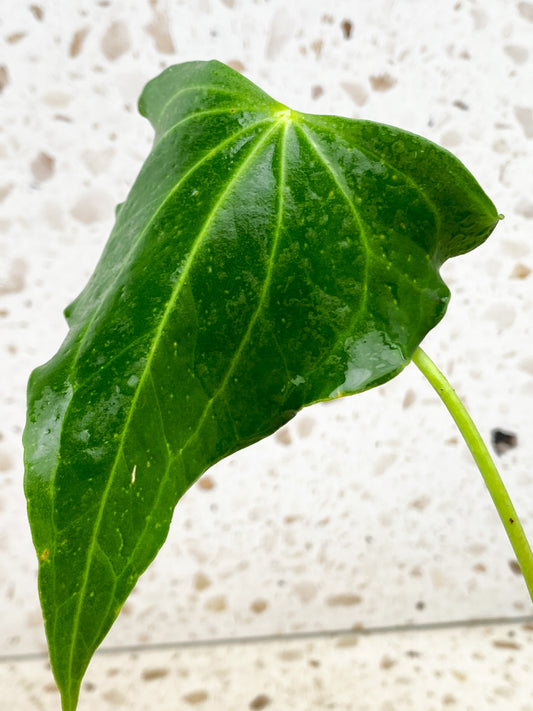 Anthurium Clarinervium x Pedatoradiatum (Type 1) 1 leaf with sprout