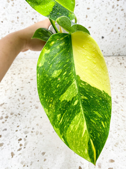 Philodendron Green Congo Hybrid 5 leaves 1 shoot top cutting (rooting)