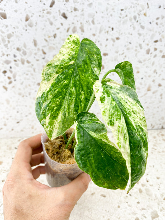 Amydrium Medium Variegated 4 leaf top cutting (rooting)