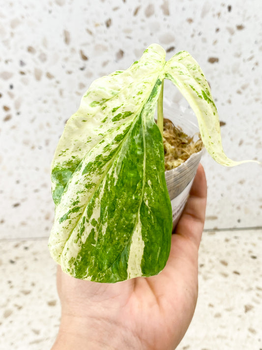Amydrium Medium Variegated 1 leaf with sprout (rooting)
