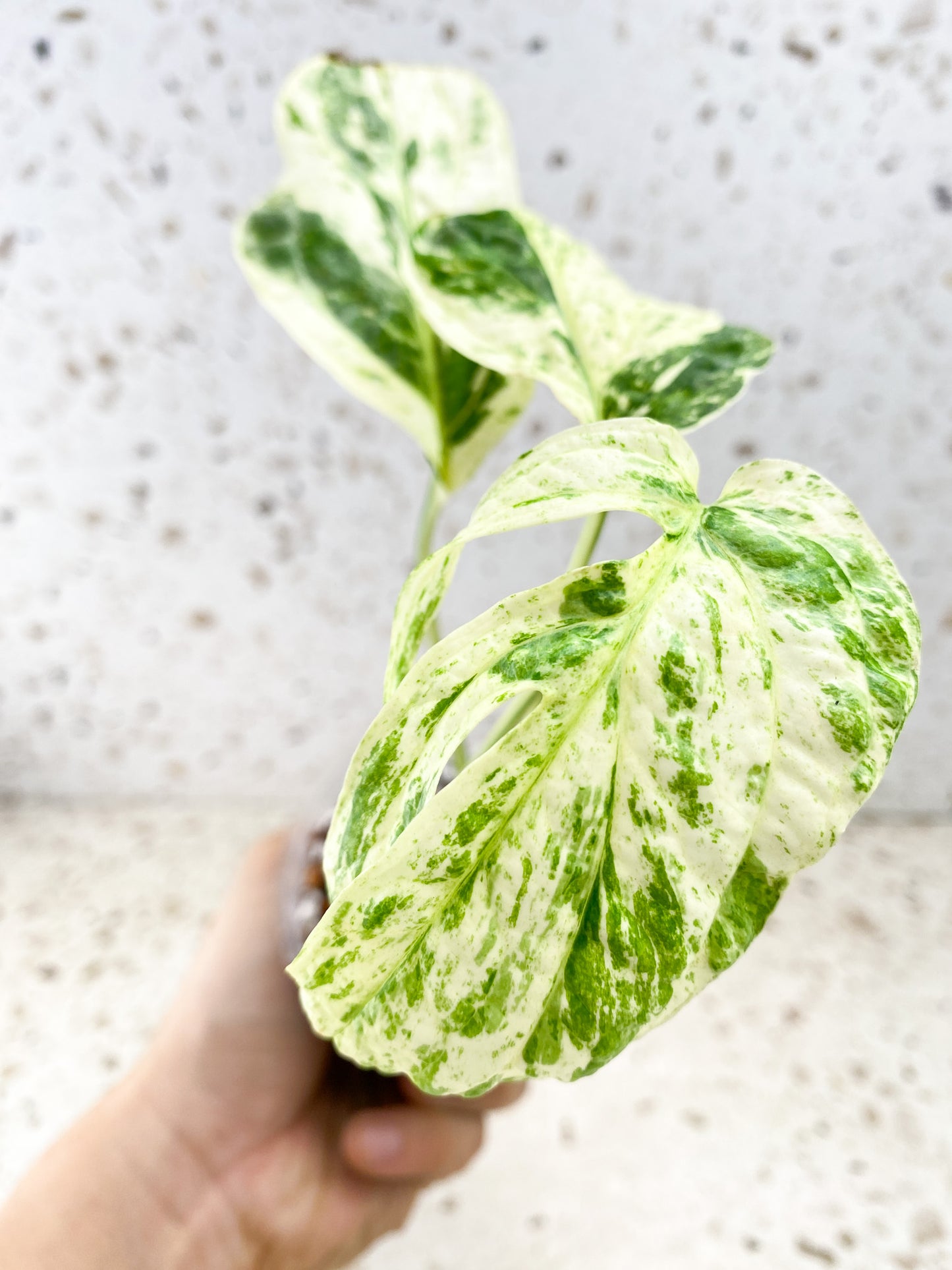 Amydrium Medium Variegated 3 leaves 1 sprout top cutting (rooting)