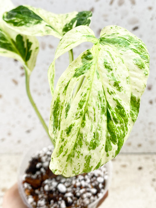 Amydrium Medium Variegated 3 leaves 1 sprout (rooting)