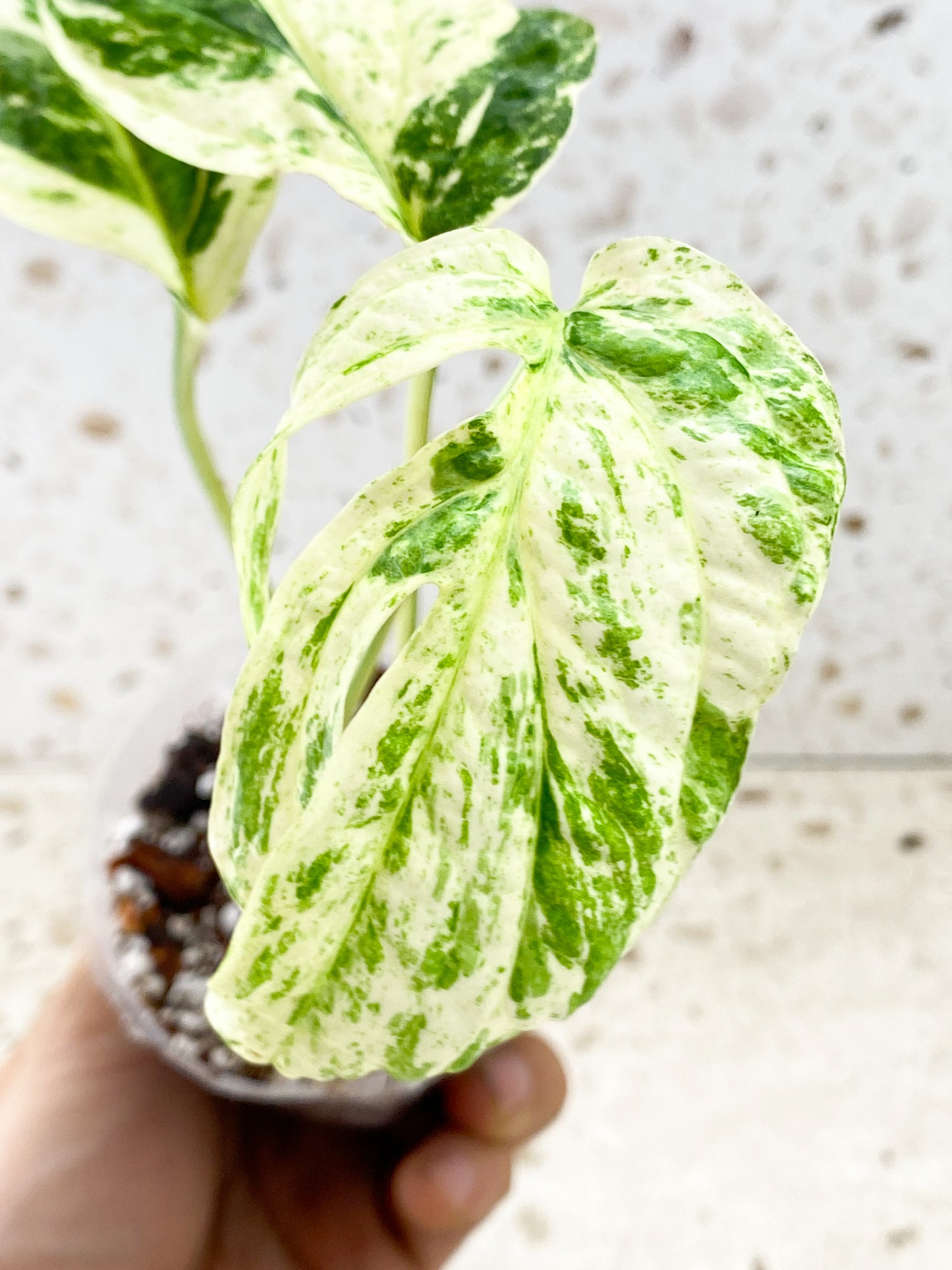 Amydrium Medium Variegated 3 leaves 1 sprout top cutting (rooting)