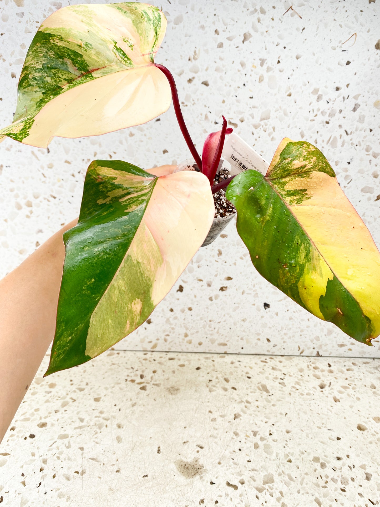 Philodendron Strawberry Shake 3 leaves 1 shoot top cutting