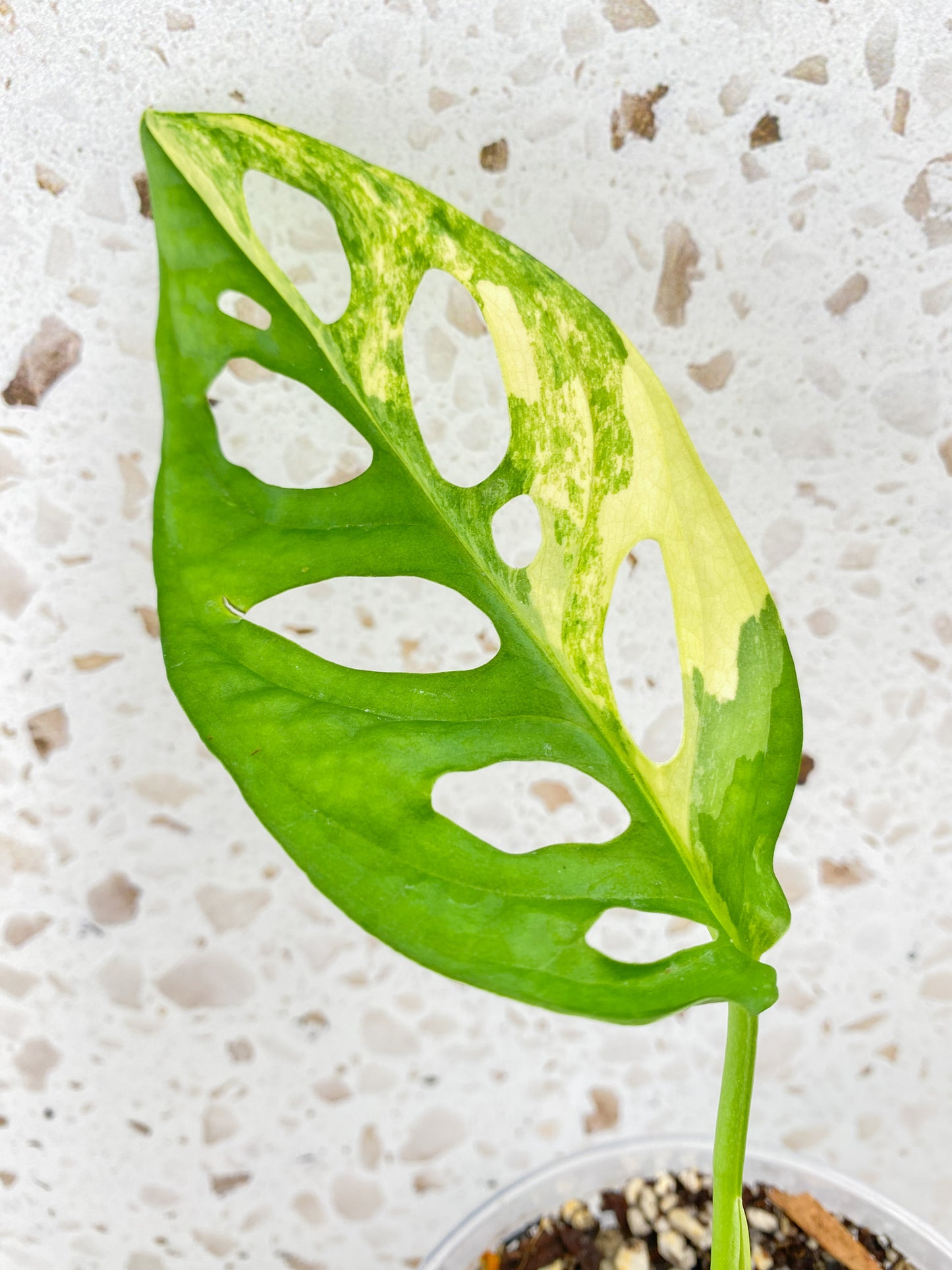 Monstera Adansonii Aurea 1 leaf with sprout