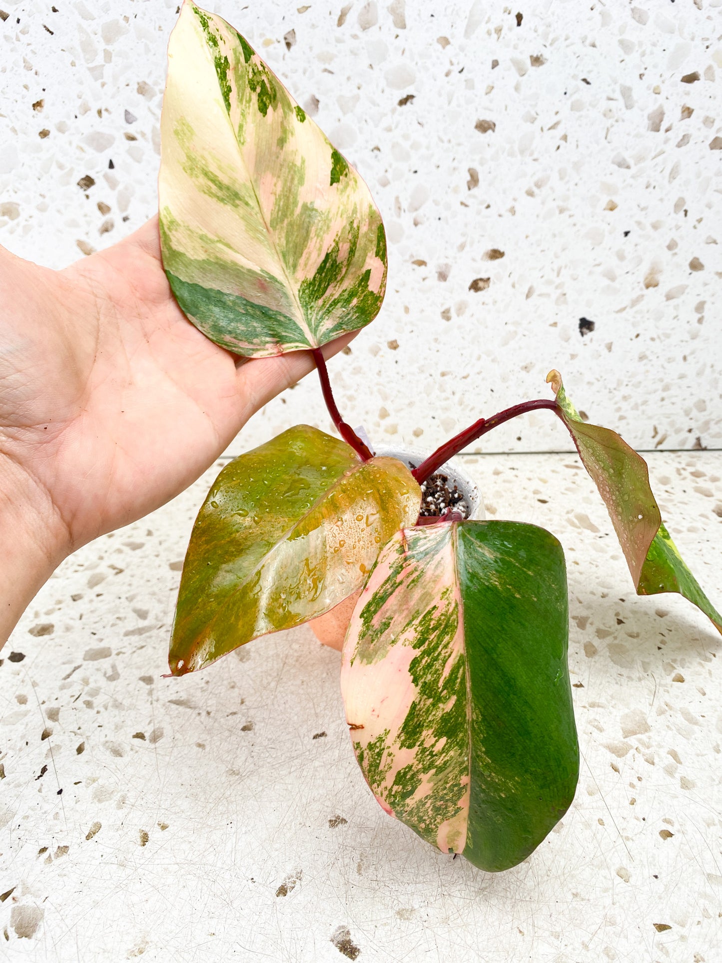 Philodendron Strawberry Shake 4 leaf top cutting (rooting)