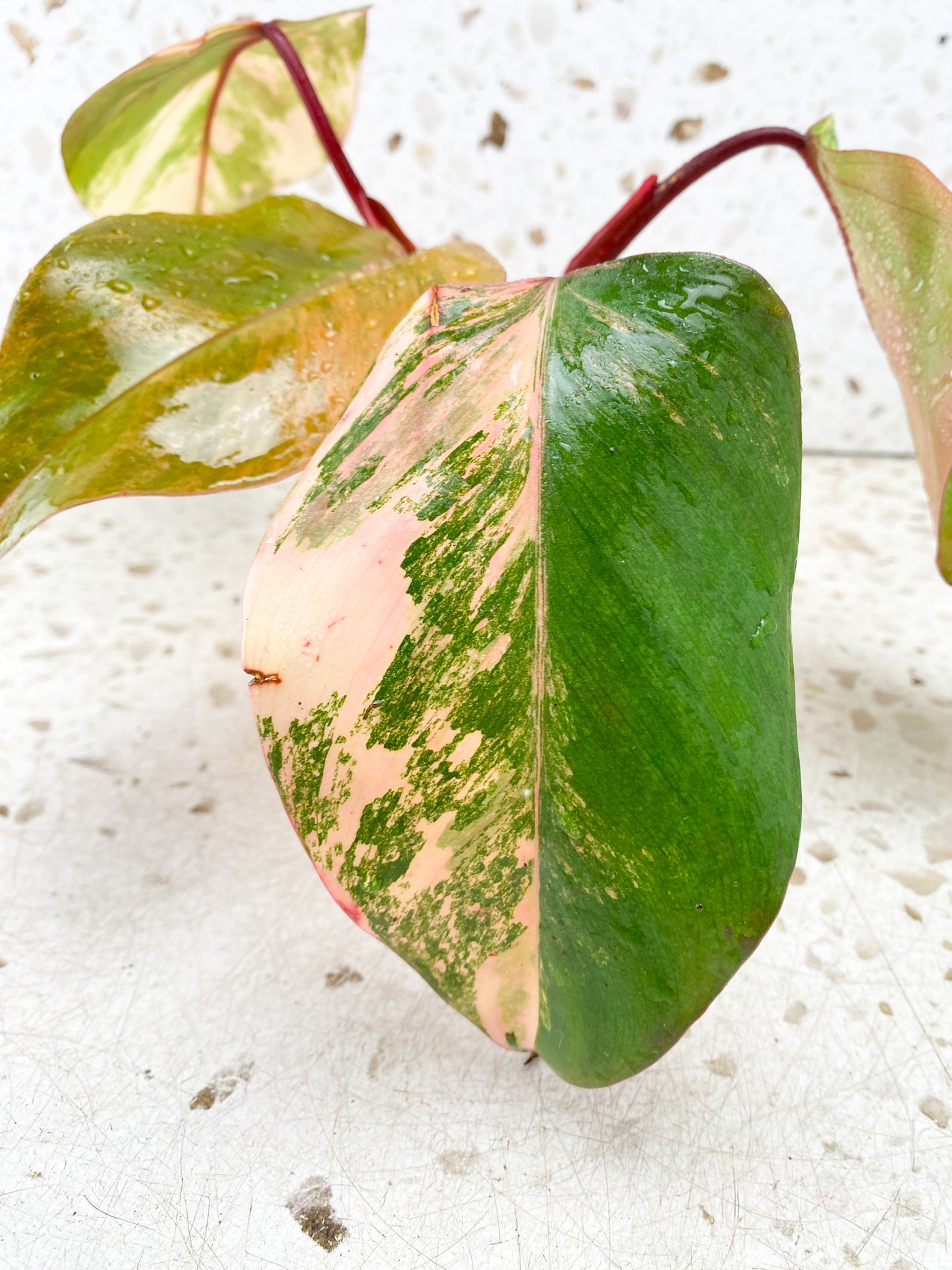 Philodendron Strawberry Shake 4 leaf top cutting (rooting)