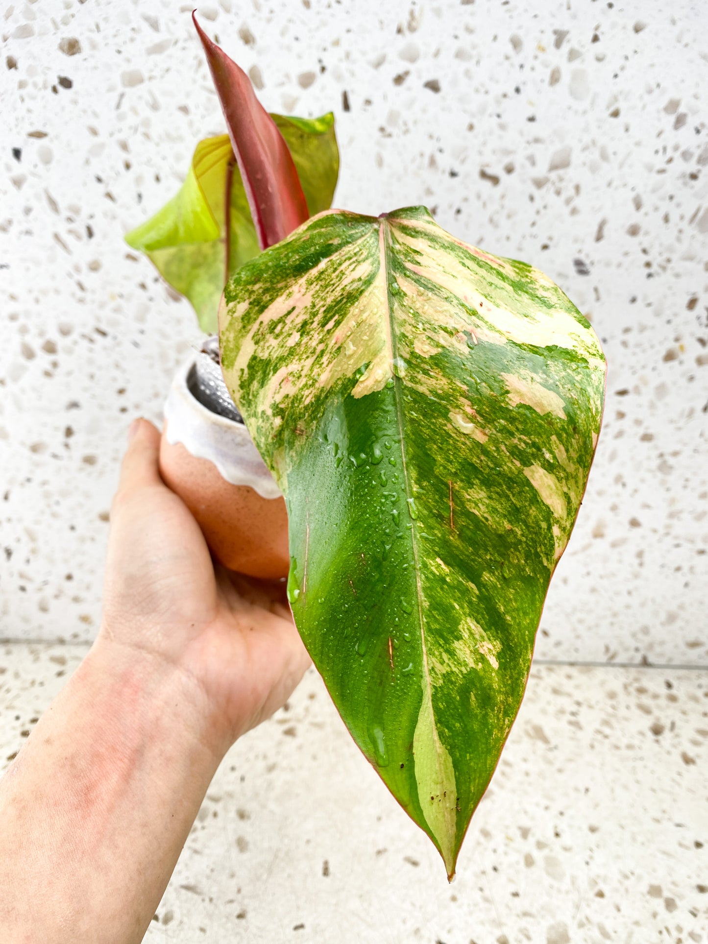 Philodendron Strawberry Shake 3 leaf top cutting (newest leaf is unfurling)