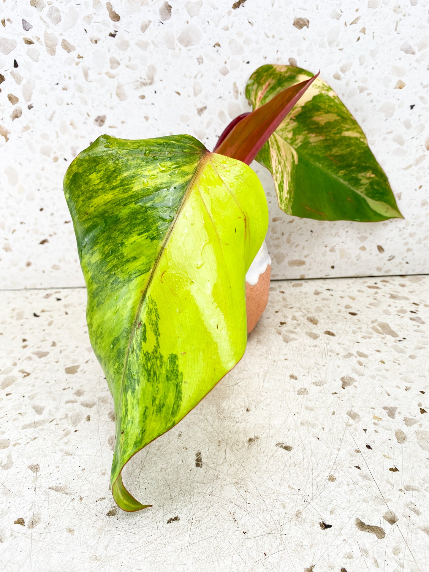 Philodendron Strawberry Shake 3 leaf top cutting (newest leaf is unfurling)