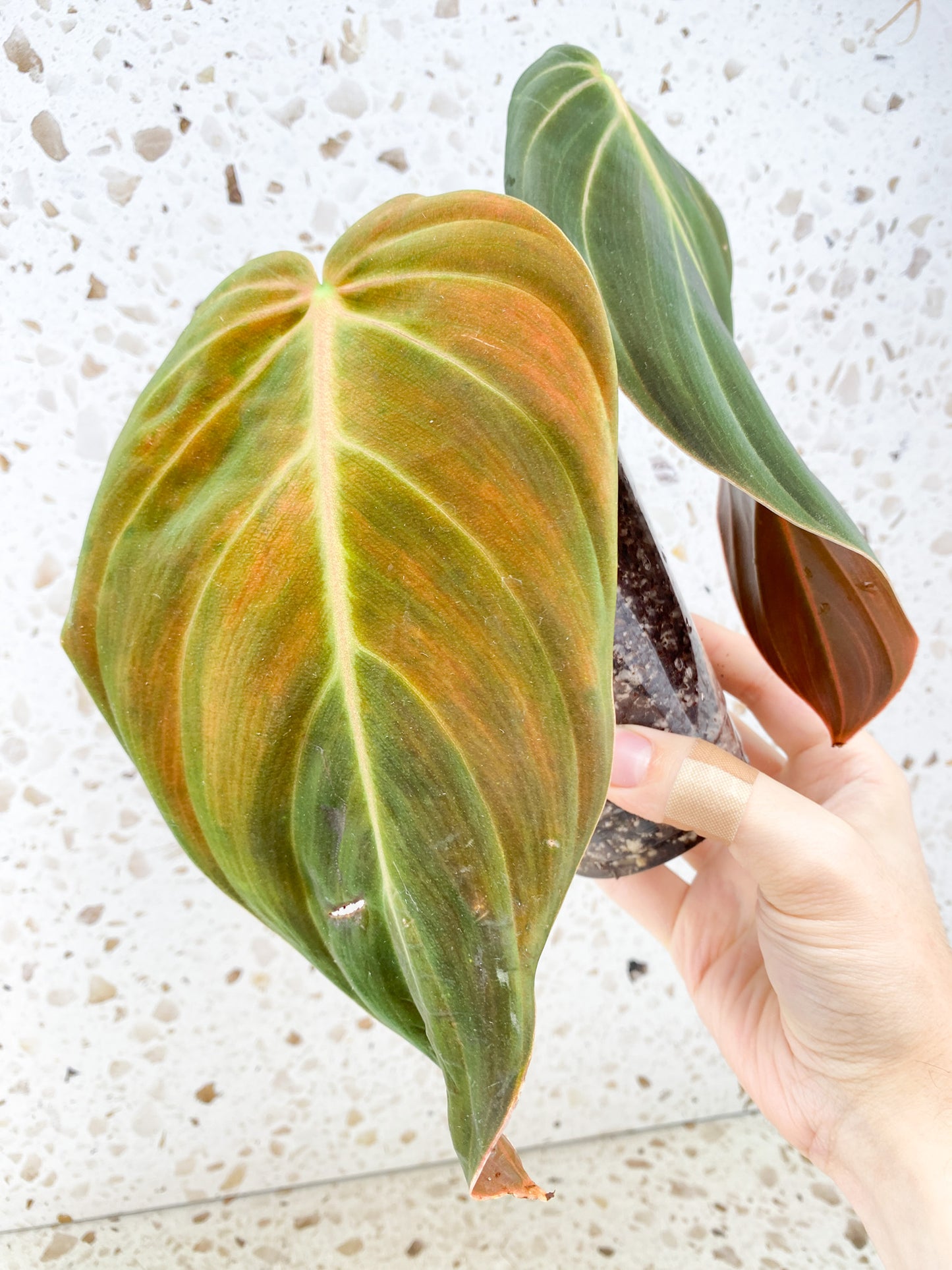 Philodendron Gigas 2 leaves 1 shoot top cutting