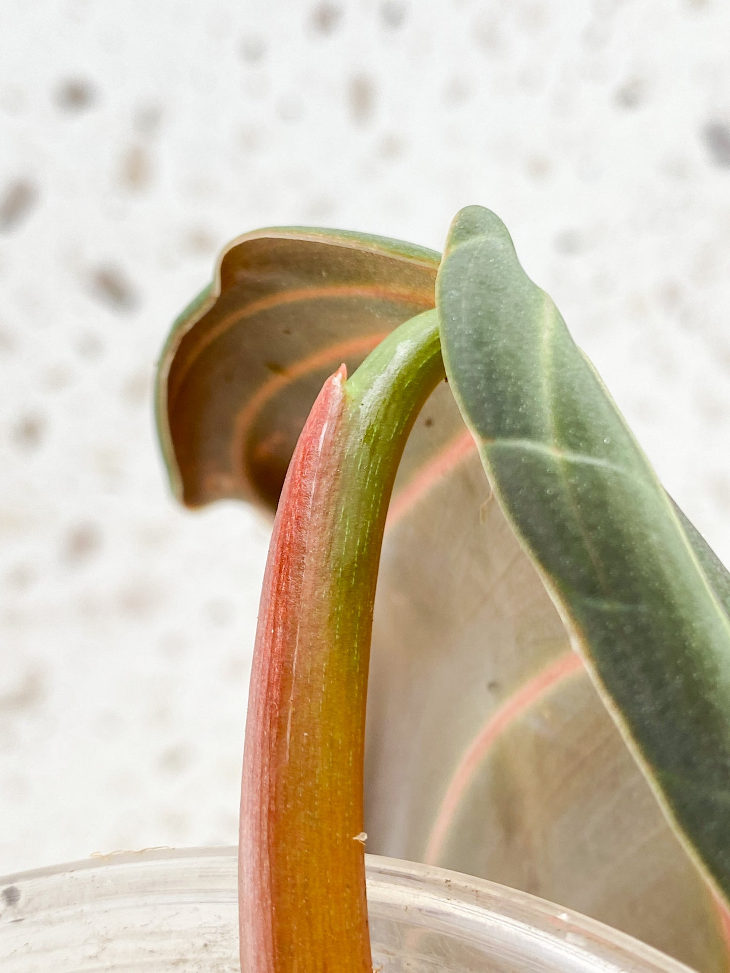 Philodendron Gigas 2 leaves 1 shoot top cutting