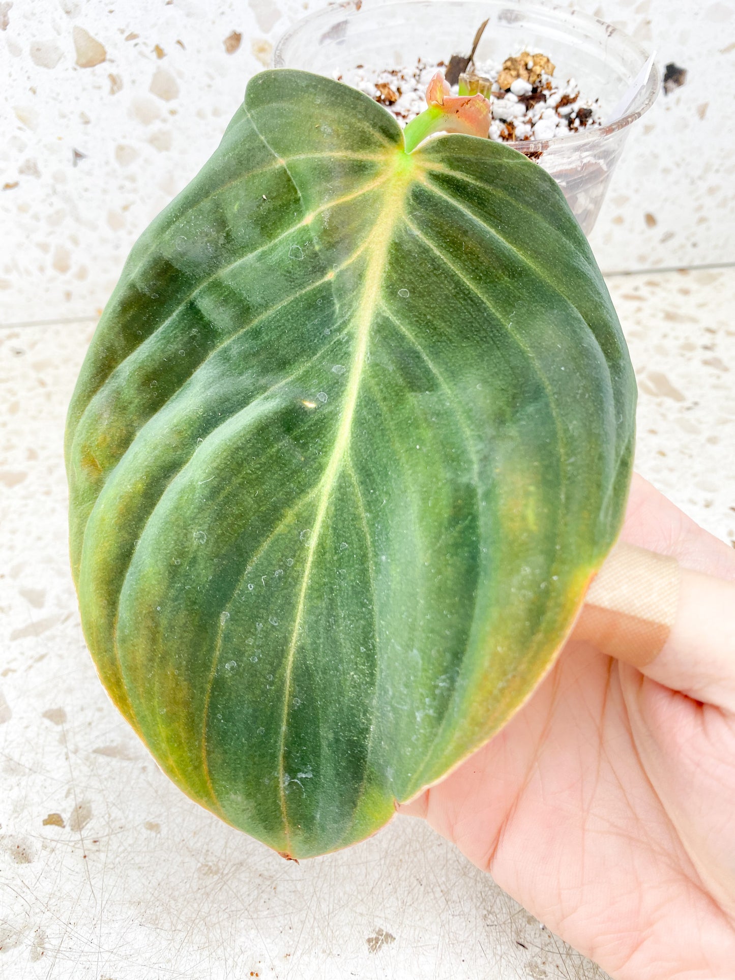 Philodendron Gigas 1 leaf (rooting)