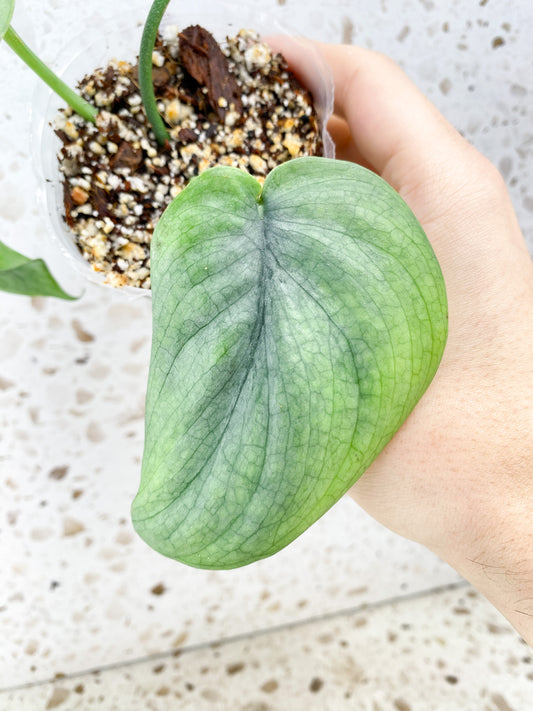 Scindapsus Platinum 2 leaves
