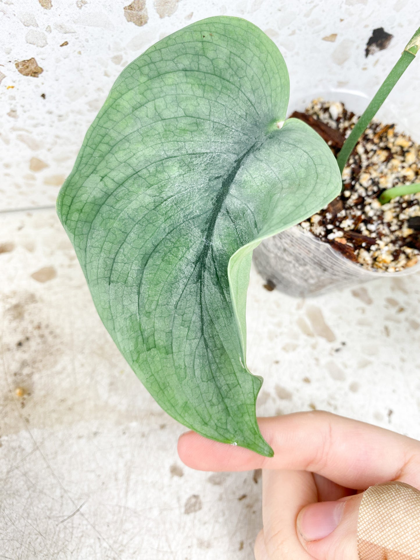 Scindapsus Platinum 2 leaves