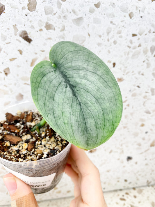 Scindapsus Platinum 1 leaf