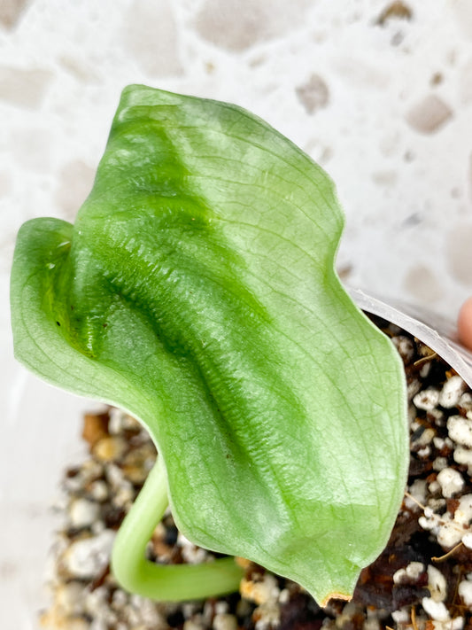 Scindapsus Platinum 1 leaf