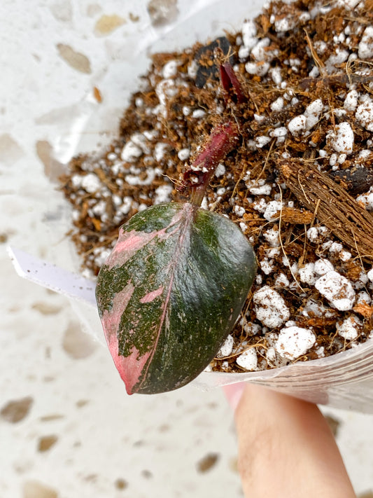 Philodendron Pink Princess Marble Galaxy 1 baby leaf (rooting)