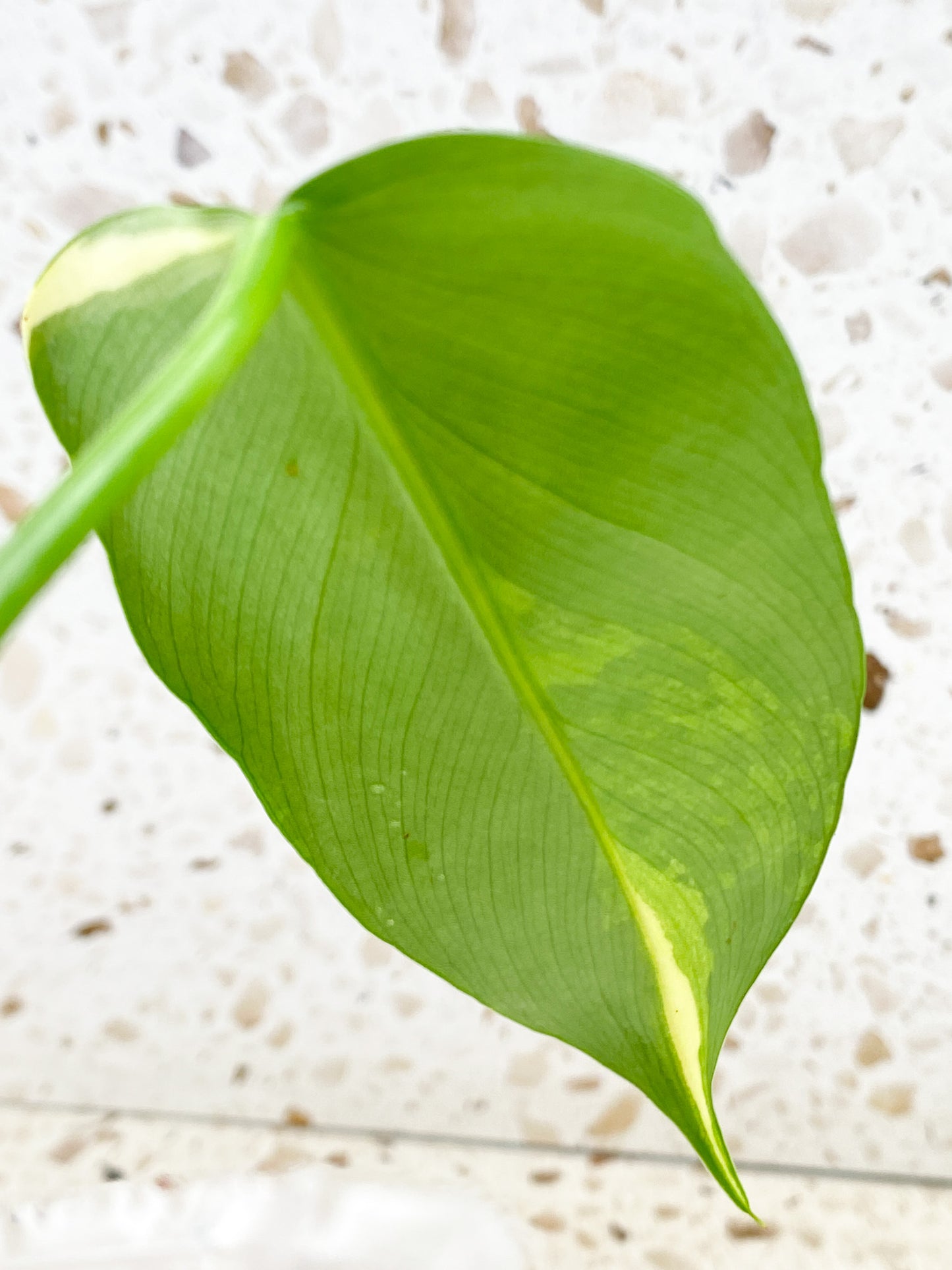 Philodendron Bipennifolium Variegated 1 leaf (rooting)
