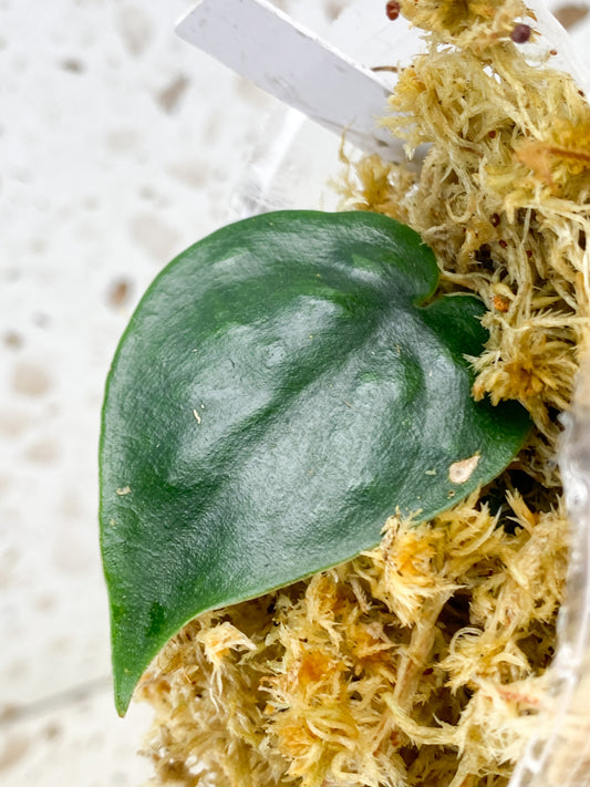 Scindapsus Black Mamba 1 leaf (rooting)