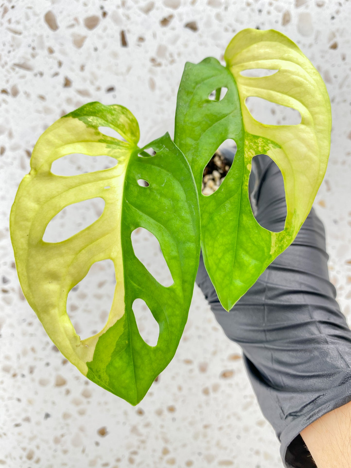 Monstera Adansonii Aurea 2 leaves with sprout