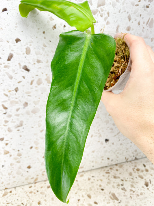 Philodendron Domesticum Variegated 2 leaf top cutting (reverted)