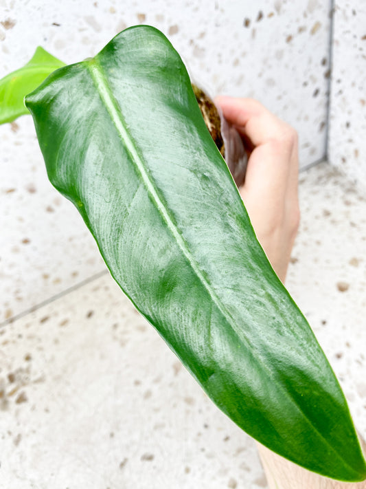 Philodendron Domesticum Variegated 2 leaf top cutting (reverted)